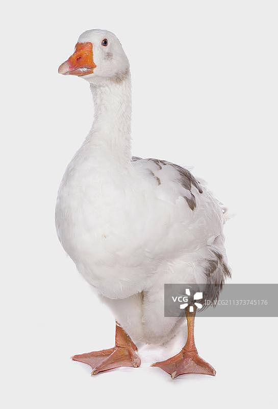 英格兰西部鹅，纯种家禽图片素材