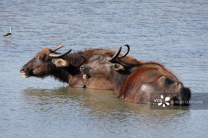 斯里兰卡的野生水牛与家养水牛杂交图片素材
