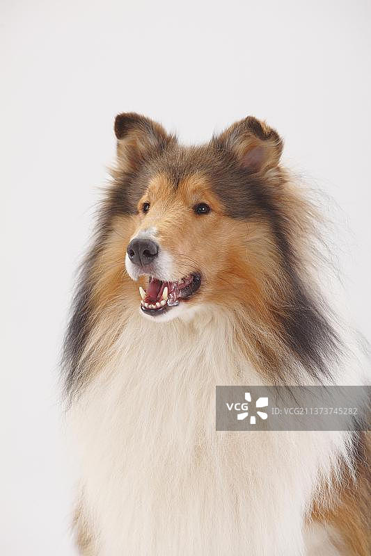 雄性粗毛牧羊犬图片素材