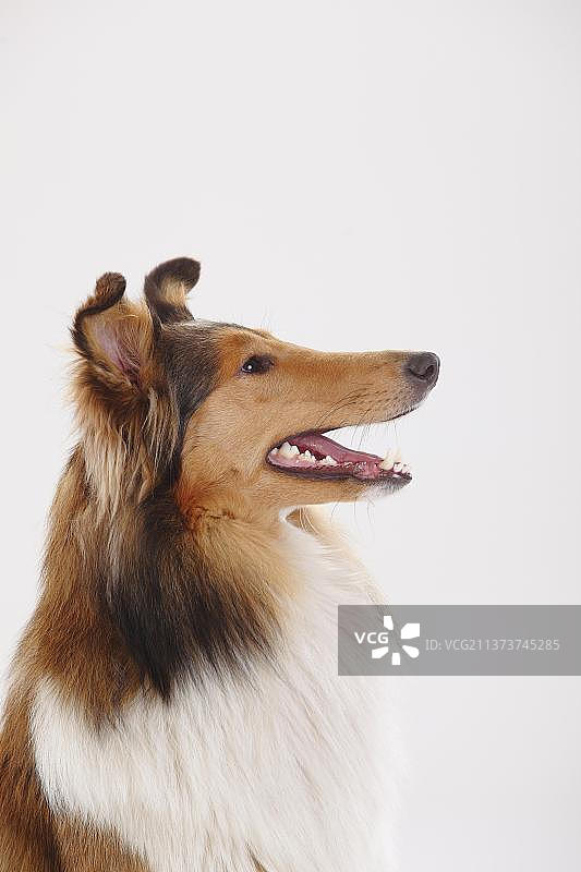 粗糙的牧羊犬图片素材