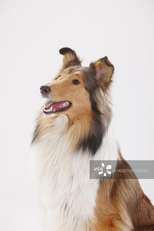 粗糙的牧羊犬图片素材