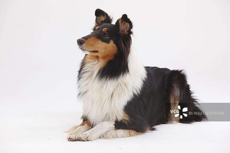 黑色三色粗毛牧羊犬图片素材