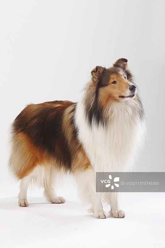 雄性粗毛牧羊犬图片素材