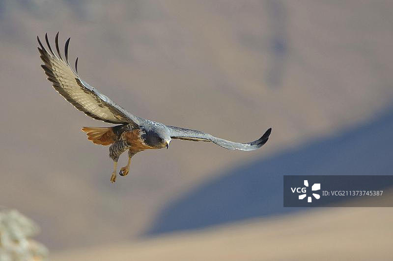 非洲南部的鵟在山谷中飞行图片素材