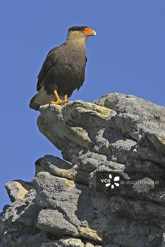 成年南凤头卡拉鹰栖息在岩石上，位于西福克兰群岛的卡克斯岛上的宾山图片素材