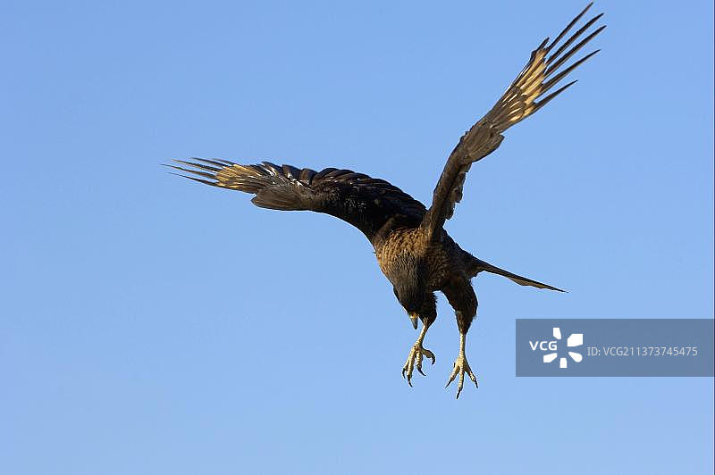 凤头卡拉鹰，食肉鸟类，动物，鸟类图片素材