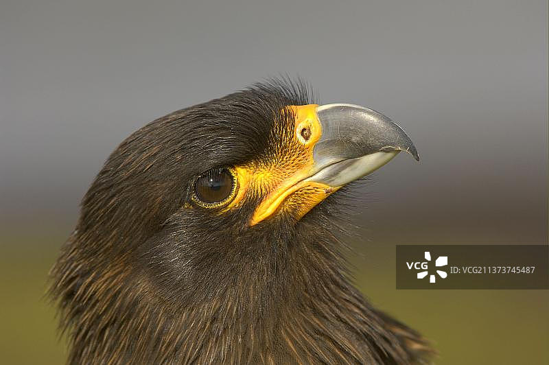 纹 Caracara 鸟头部特写图片素材