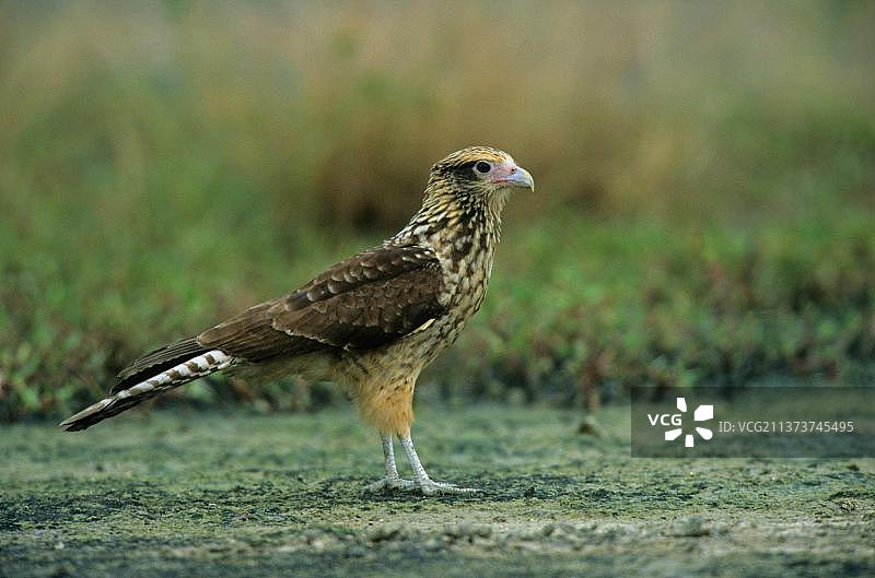 黄头卡拉鹰幼鸟，站在委内瑞拉的地面上，南美洲图片素材
