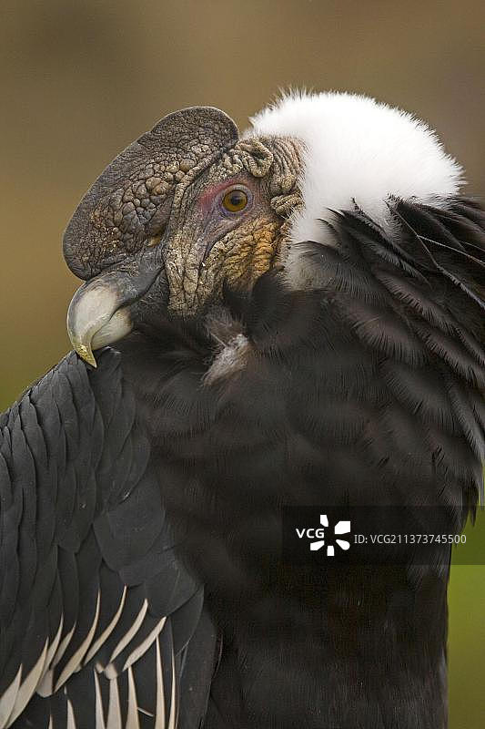 安第斯秃鹰（Vultur gryphus）：成年雄性头部特写，位于南美洲厄瓜多尔安第斯山脉的帕拉莫高原图片素材