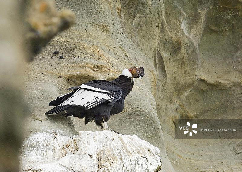 站在岩石露头上的成年雄性安第斯秃鹰，巴塔哥尼亚，智利，南美洲图片素材