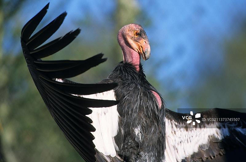 加州秃鹰图片素材