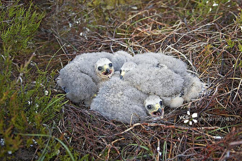 苏格兰萨瑟兰郡：鹞及其幼鸟在荒原巢穴中图片素材