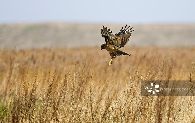 在诺福克芦苇荡上飞行的白尾鹞图片素材