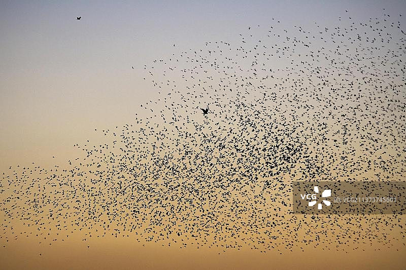 飞行中的西方沼泽鹞(Circus aeruginosus),在黄昏时分,位于英国萨福克郡索普内斯北沃伦的普通椋鸟(Sturnus vulgaris)群中图片素材