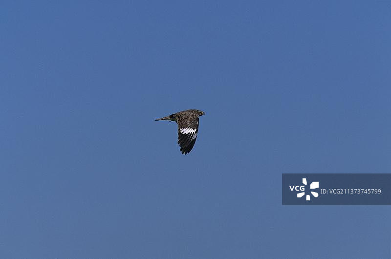 巴西飞行中的白腹夜鹰图片素材