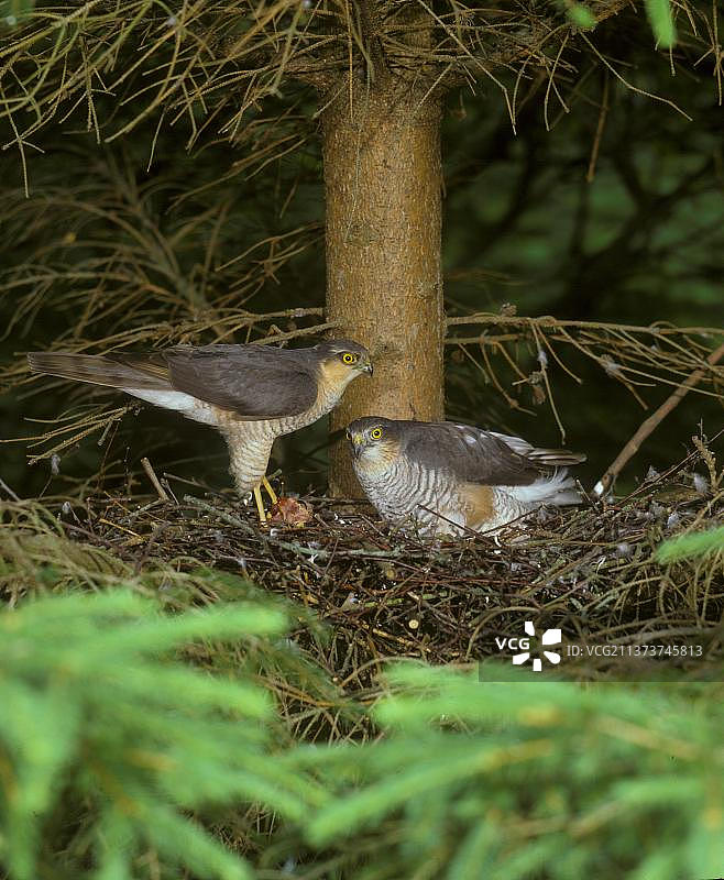 欧亚雀鹰（Accipiter nisus）特写，巢穴中的一对有食物（S）图片素材