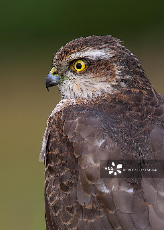 Eurasian雀鹰未成熟雌性，头部特写，英国诺福克图片素材