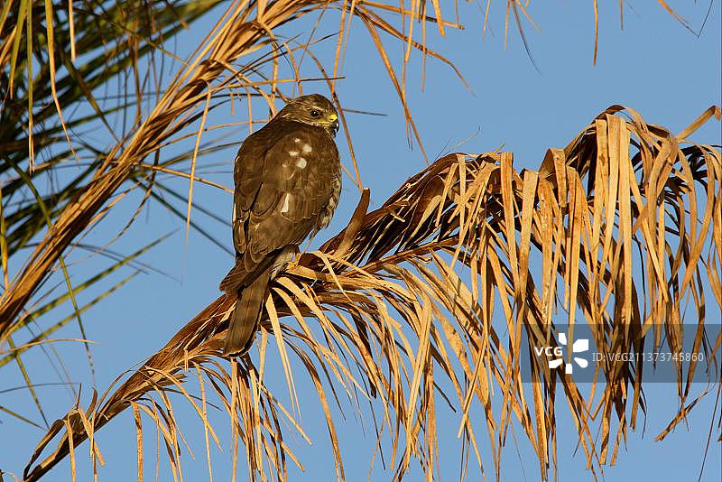 幼年 Levant levant sparrowhawk (Accipiter brevipes)，栖息在棕榈树上，沙姆沙伊赫，西奈半岛，埃及，非洲图片素材