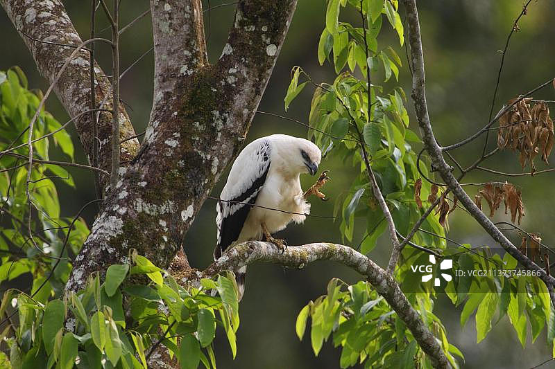 白鹰栖息在哥斯达黎加树枝上图片素材