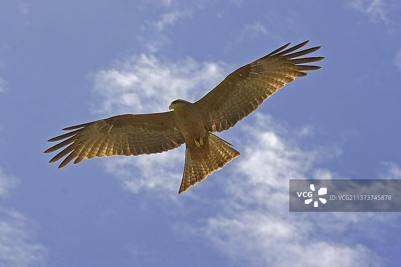 黑鸢(Milvus migrans)，非洲，坦桑尼亚，恩戈罗戈罗火山口，飞行，非洲图片素材