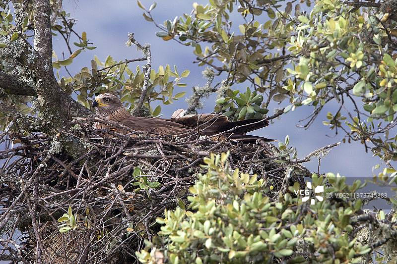 黑鸢(Milvus migrans)成年，在巢中孵蛋，在圣栎(栎属)，埃斯特雷马杜拉，西班牙，欧洲图片素材