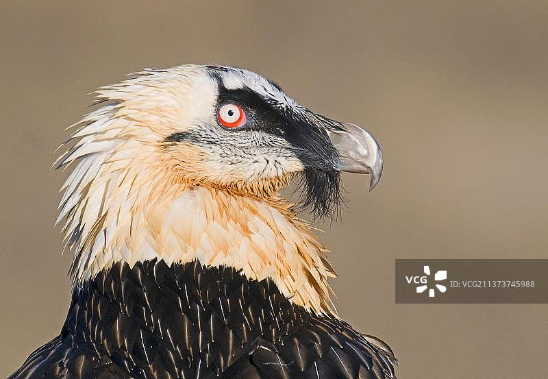 胡兀鹫（Gypaetus barbatus）成年个体头部特写，西班牙比利牛斯山图片素材
