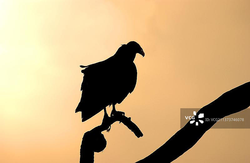栖息在树枝上的黑兀鹫剪影（佛罗里达州，美国）图片素材