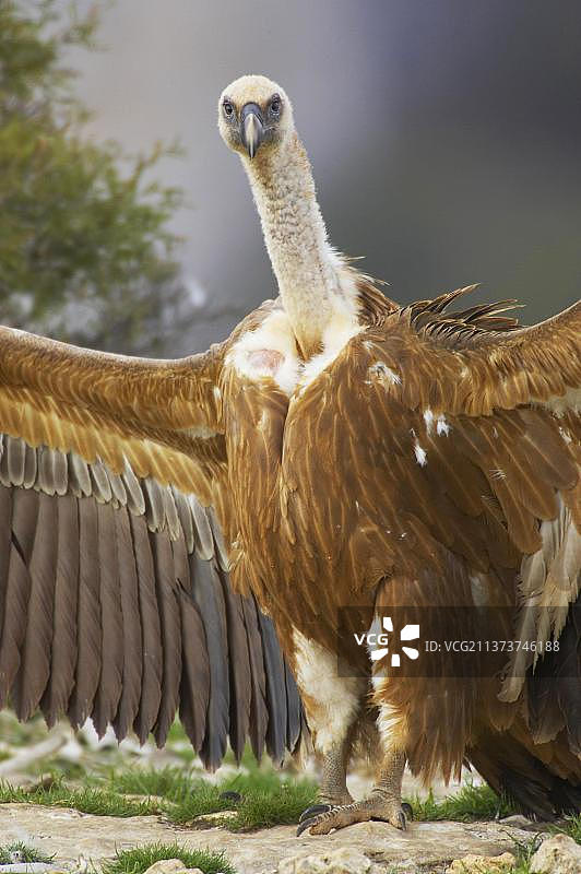 展开翅膀站立在地上的成年欧亚兀鹫图片素材