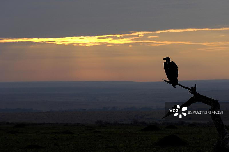 努比亚秃鹫，成年个体，马赛马拉，肯尼亚，非洲图片素材