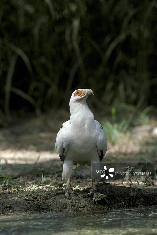 棕榈鹫，猛禽，鸟类，动物，棕榈鹫站立于水边图片素材