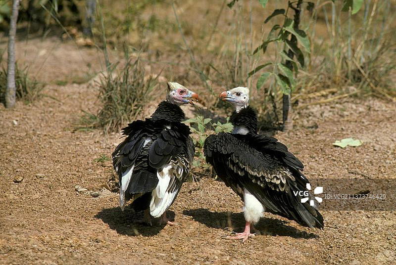 白头秃鹫图片素材