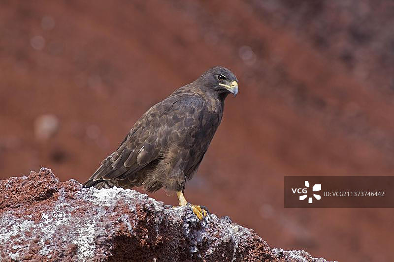 加拉帕戈斯鹰图片素材
