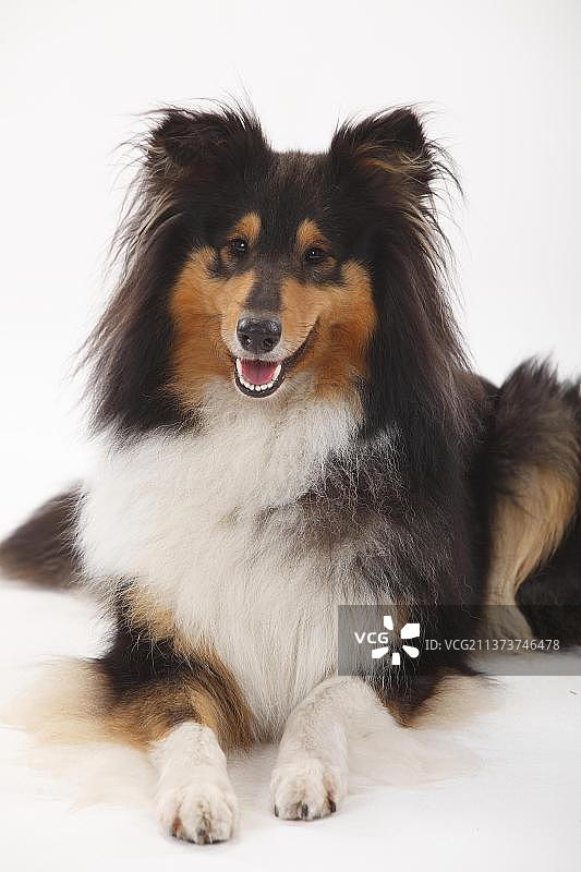 黑色三色粗毛牧羊犬图片素材