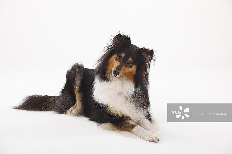 黑色三色粗毛牧羊犬图片素材