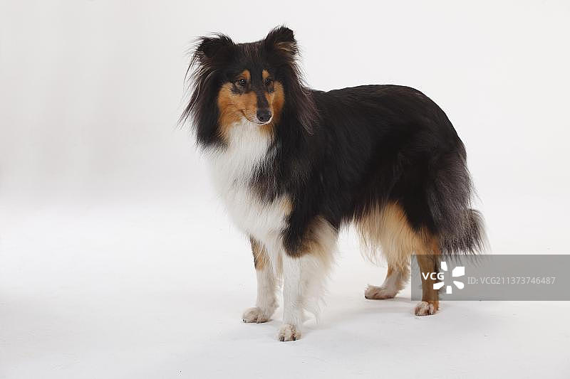 黑色三色粗毛牧羊犬图片素材