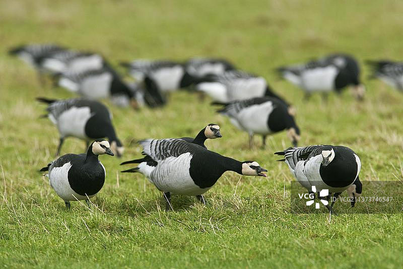 白额雁群在苏格兰的自然保护区觅食图片素材
