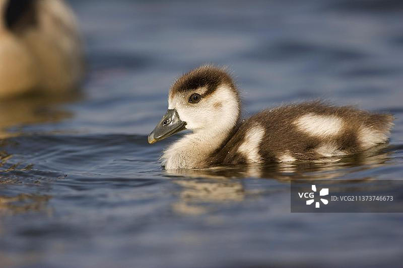 埃及雁（Alopochen aegyptiacus）幼鸟，在诺福克郡布罗兹惠特林厄姆游泳图片素材