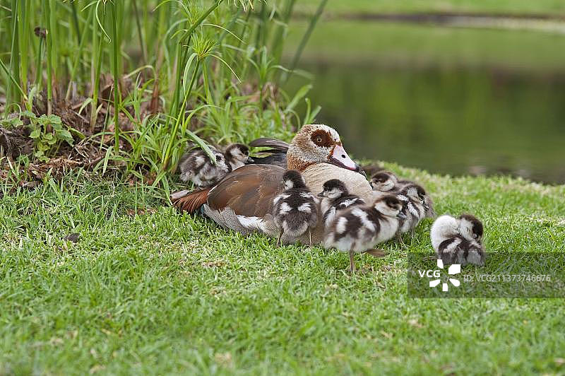 埃及雁(Alopochen aegyptiacus),成年雌性与幼崽在水边休息,地点:南非开普敦克斯腾伯斯国家植物园图片素材