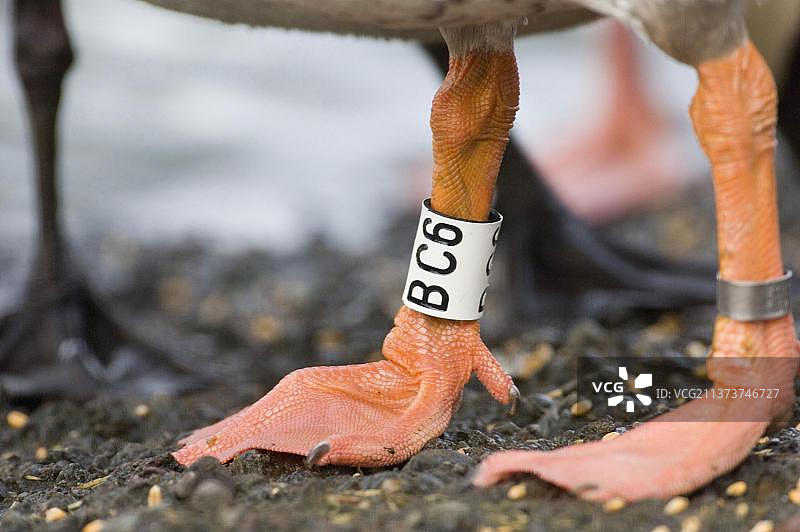 苏格兰灰雁腿部特写图片素材