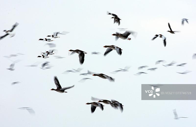 灰雁和普通杂色鸭混合飞行于英国兰开夏图片素材