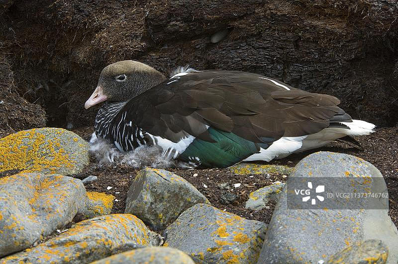 海带鹅（Chloephaga hybrida），成年，在巢中孵蛋，海狮岛，东福克兰图片素材