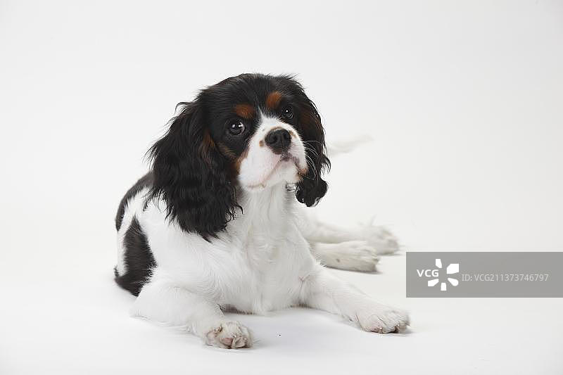 查理士王小猎犬幼犬，三色，5个月图片素材