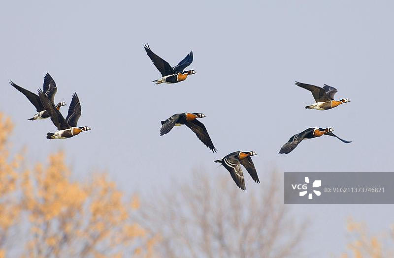 红胸雁成鸟飞行，保加利亚图片素材
