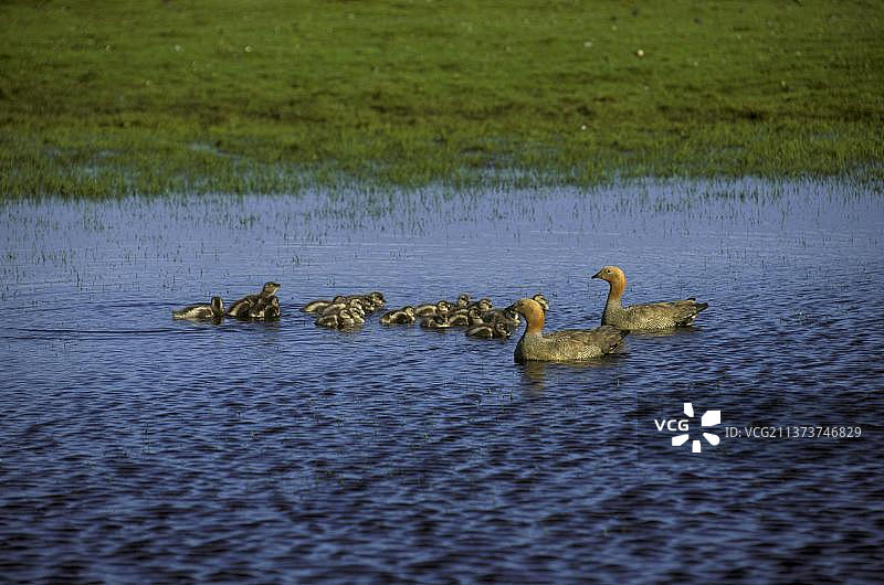 红头鹅图片素材