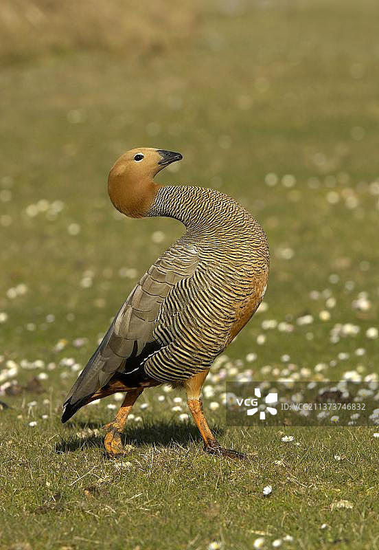 迁徙的红头鹅成鸟，福克兰群岛布莱克岛，南美洲图片素材