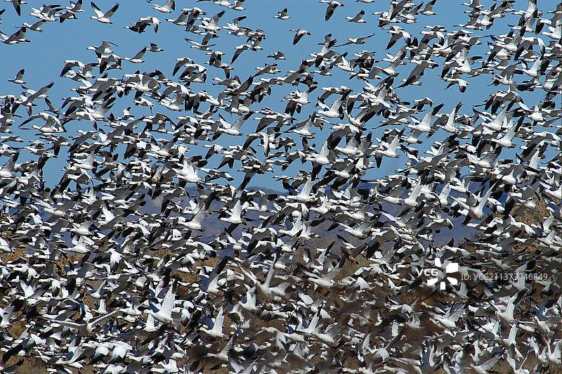 飞行中的雪雁群图片素材