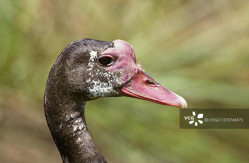 距翅雁头部特写图片素材