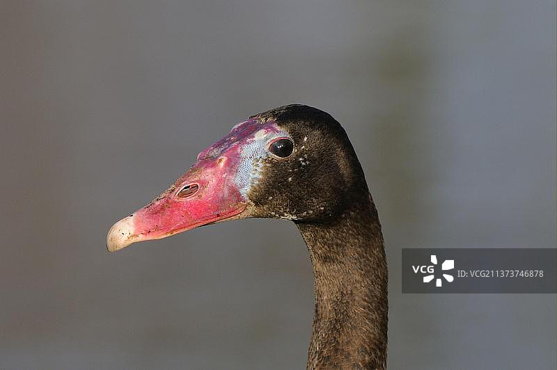 成年黑距翅雁头部特写，圈养图片素材