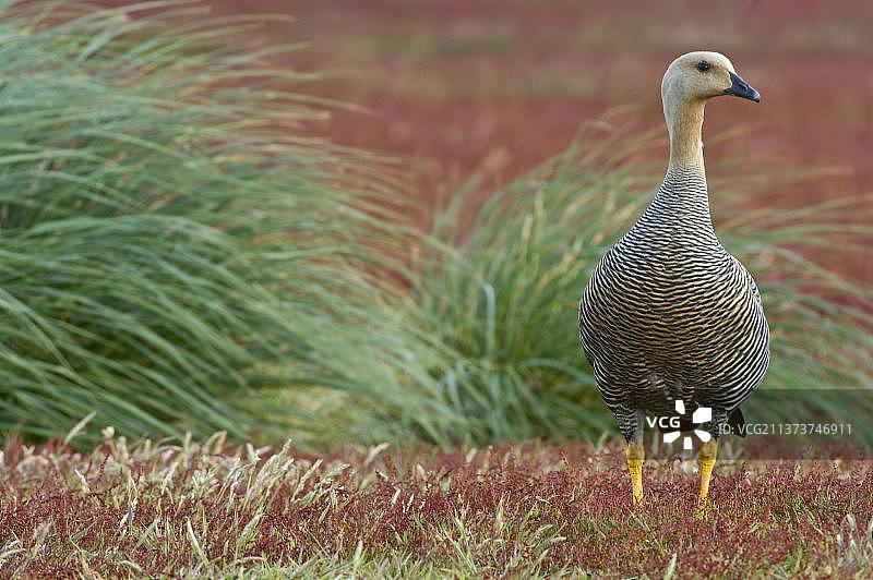 麦哲伦雁，成年雄性，酸模草下，海狮岛，东福克兰群岛图片素材