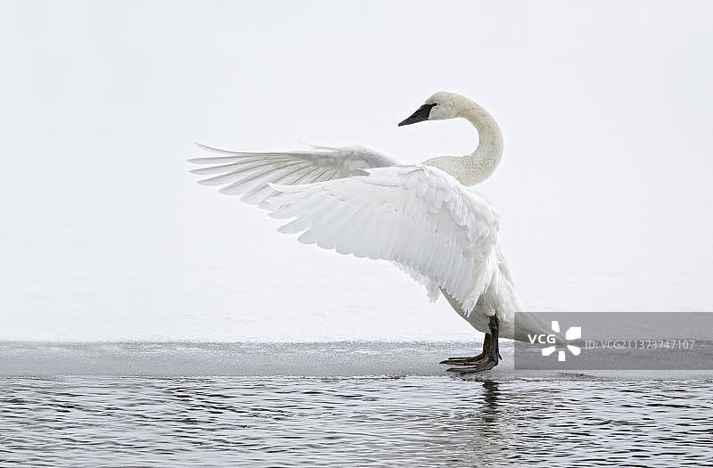 成年喇叭天鹅站在黄石公园水边的冰面上图片素材